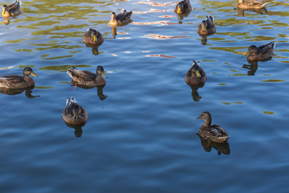 3 Questions to Ask a Pond Design and Construction Company